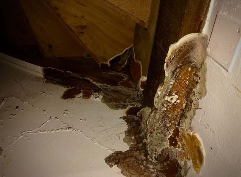 De la mérule sous un escalier en bois