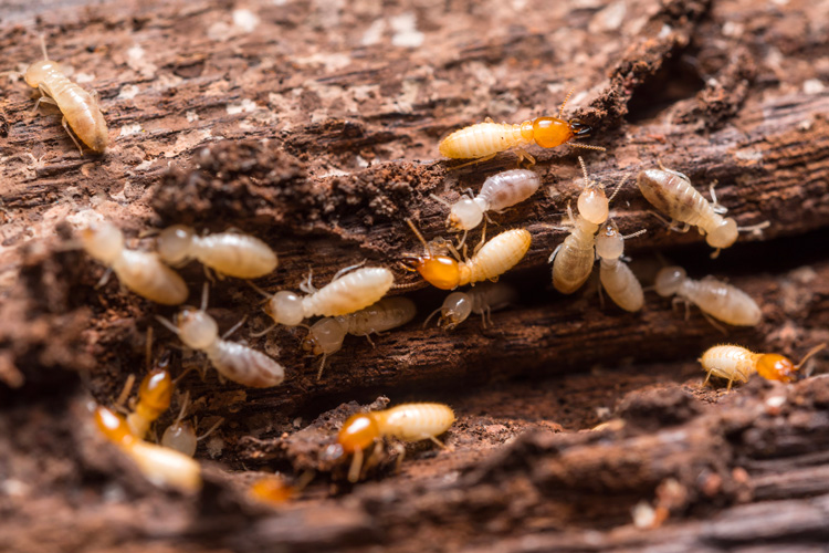 Le termite : cet insecte est un véritable fléau pour la construction bois