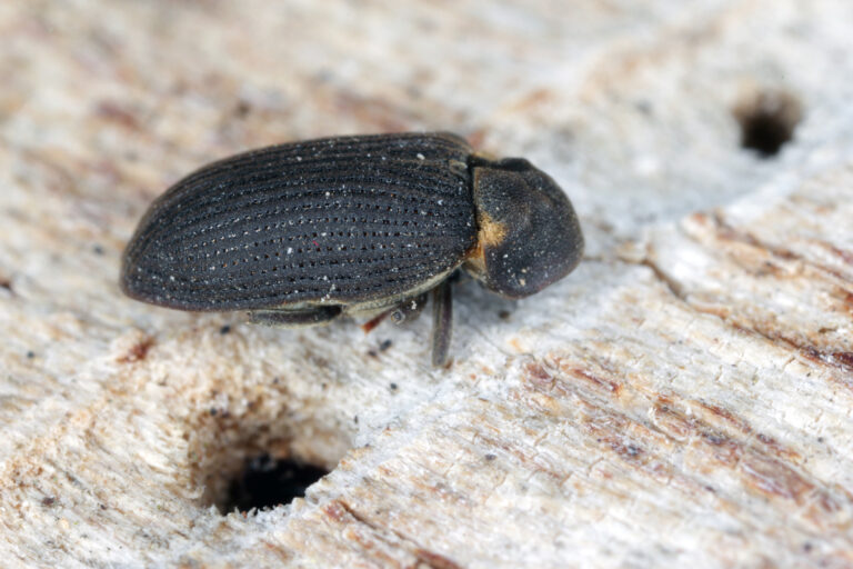 Vrillette du bois : attention aux dégâts dus à cet insecte à larves xylophages