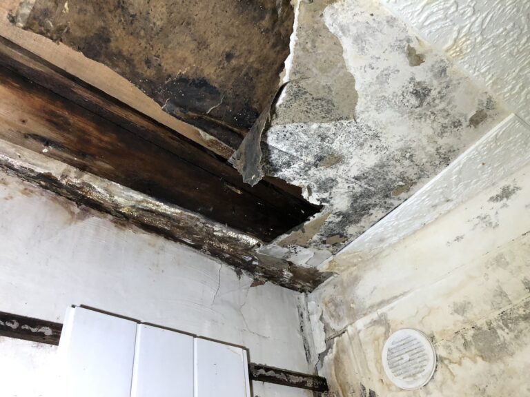 Expertise termites et parasites du bois d'un vieil immeuble