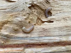 bois de chauffage