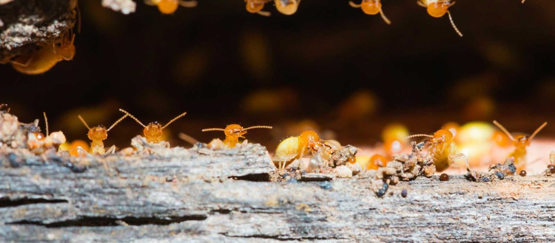 Grâce à notre expert bois, n'ayez plus peur du termite !