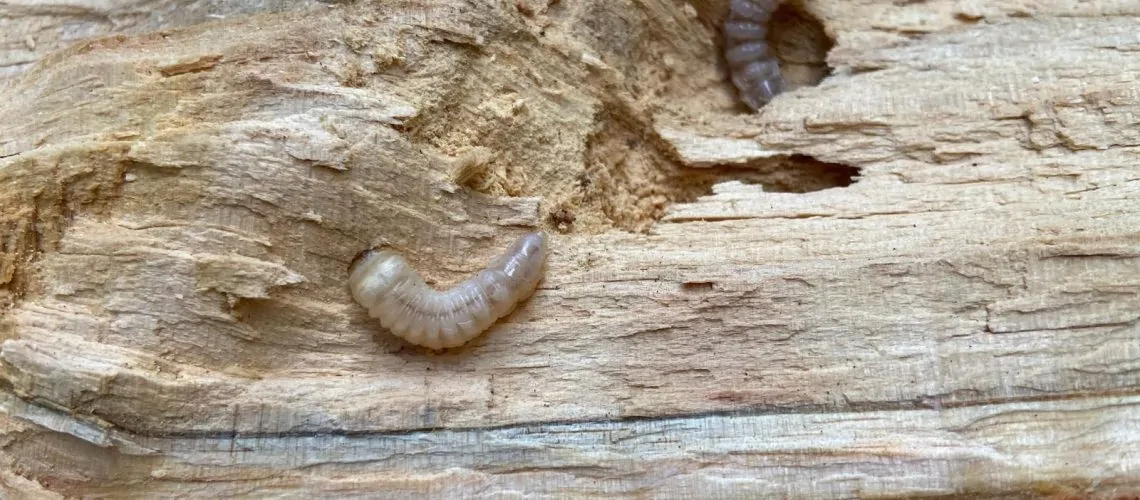 bois de chauffage